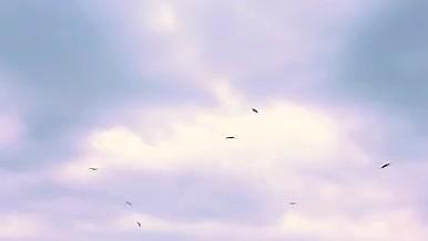 4k鸟类天空飞翔黄昏日落场景鸟儿成群结队视频的预览图